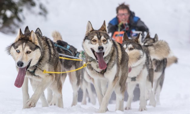 Grande Odyssée Savoie Mont-Blanc 2020. (Tou)Tout Schuss !!